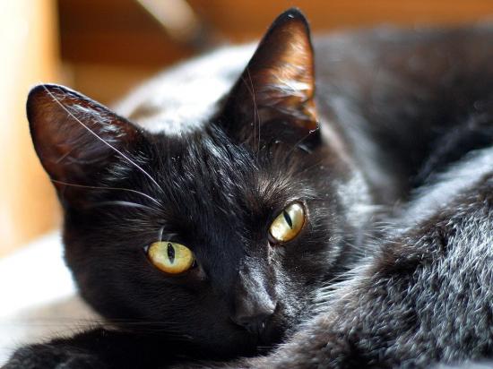 fond-ecran-chat.jpg